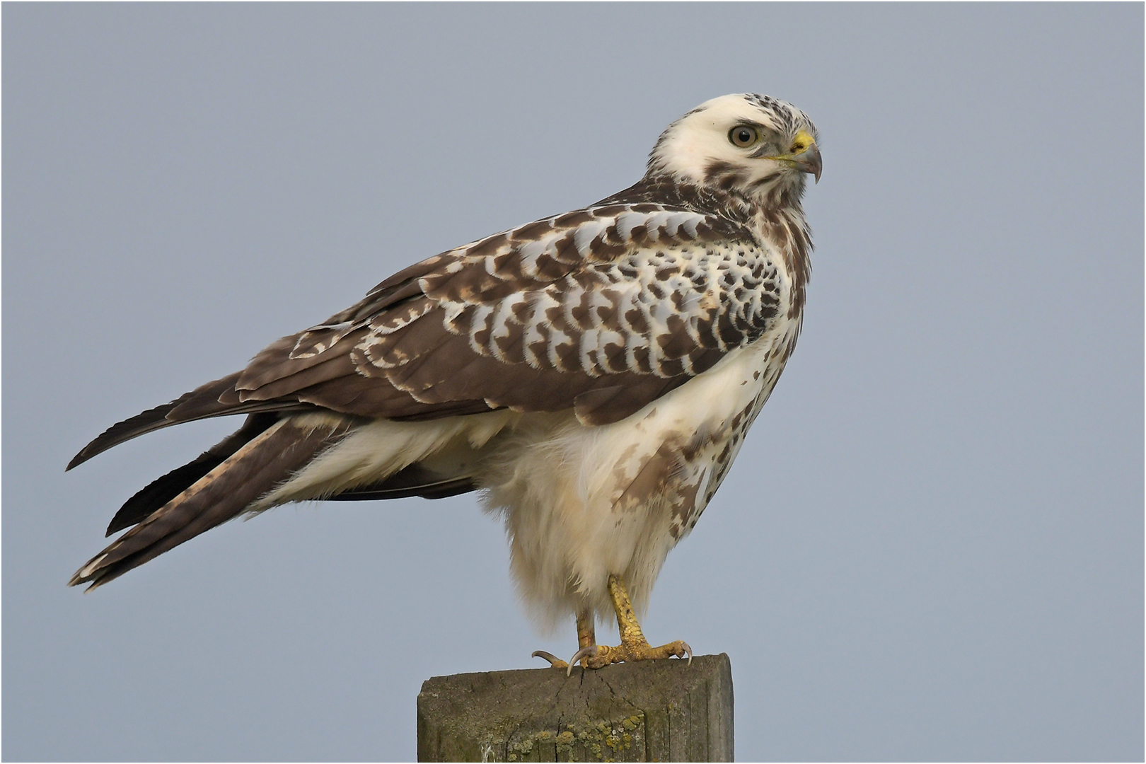 Heller Mäusebussard