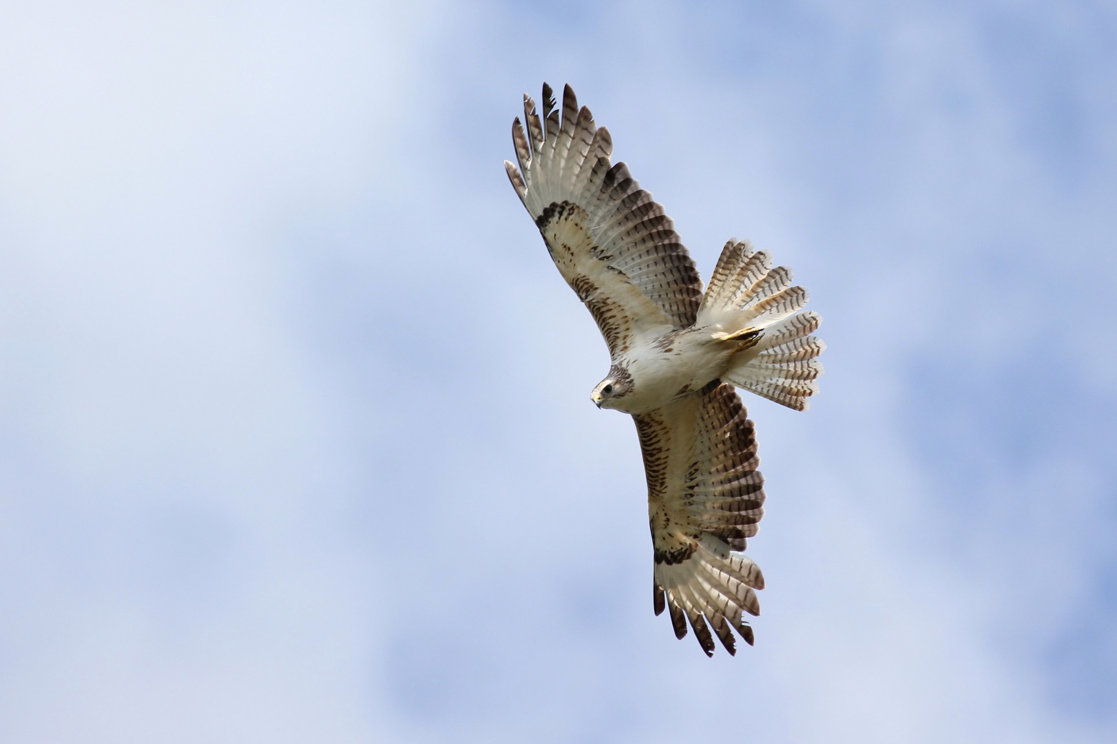 heller Mäusebussard