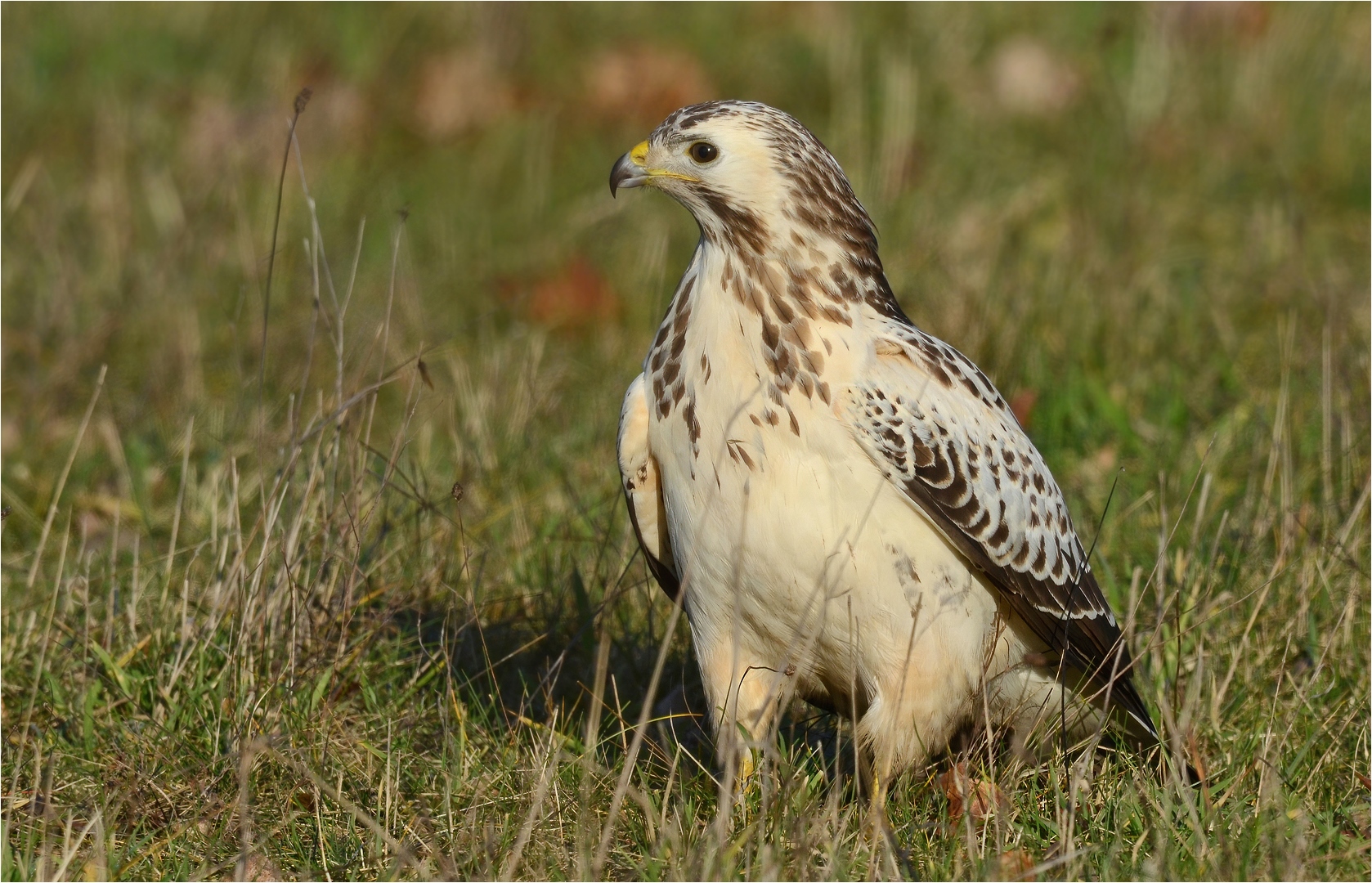 Heller Mäusebussard