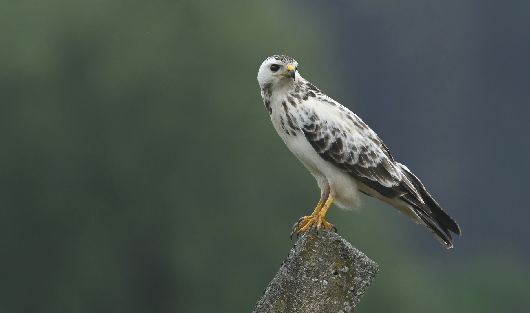 Heller Mäusebussard