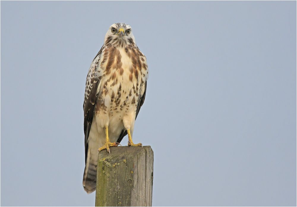 Heller Mäusebussard