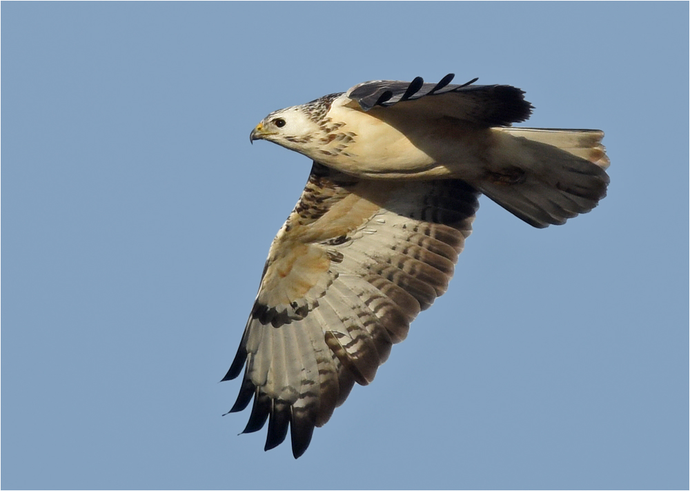 Heller Mäusebussard