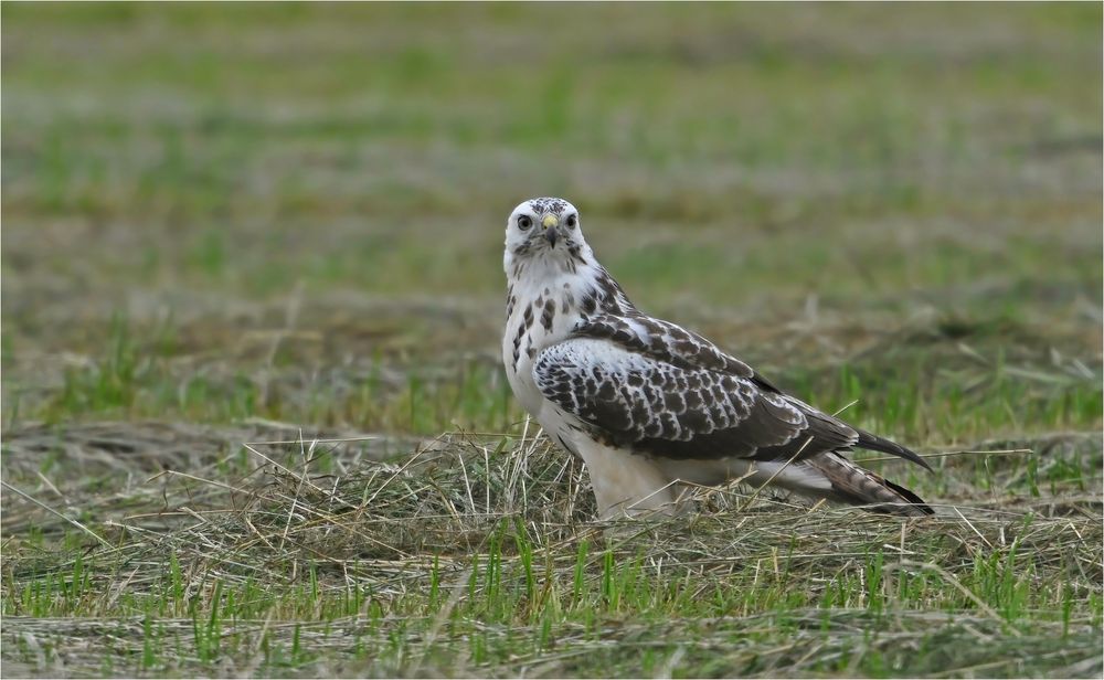 Heller Mäusebussard