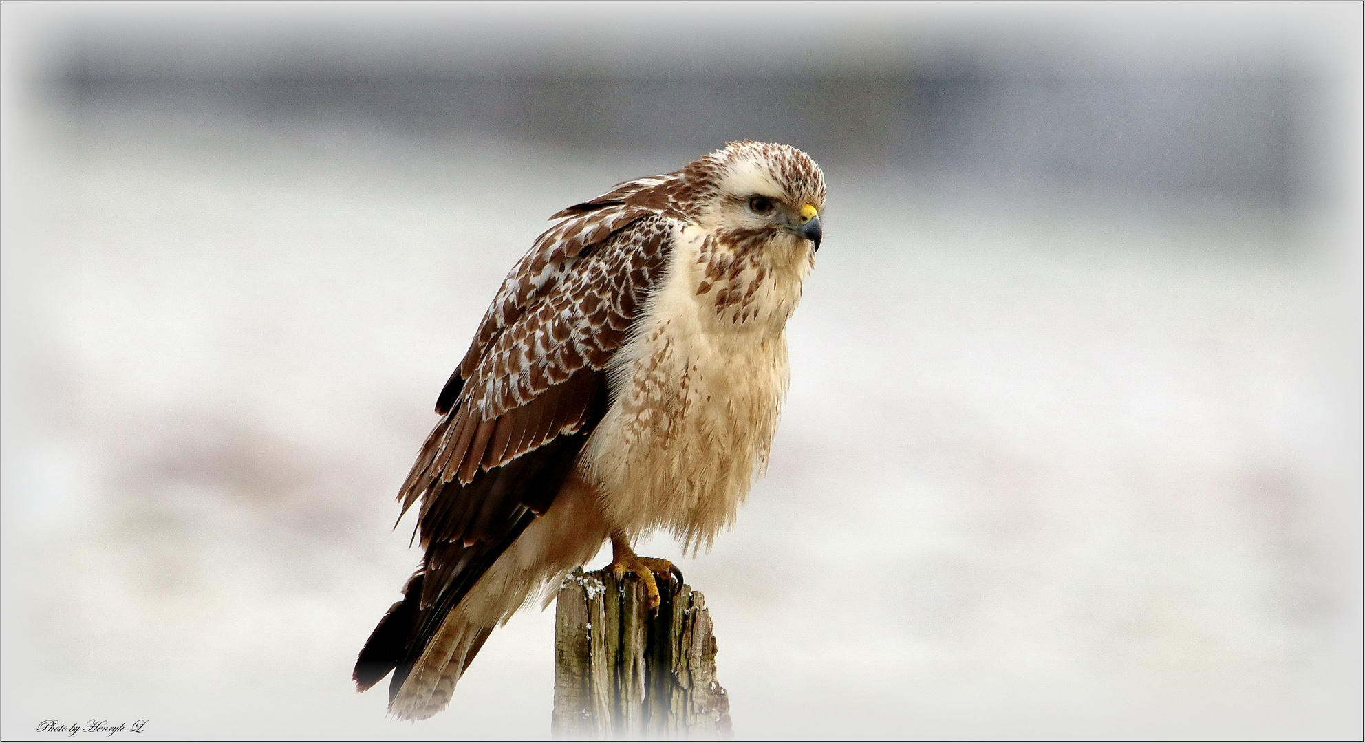 Heller Mäusebussard