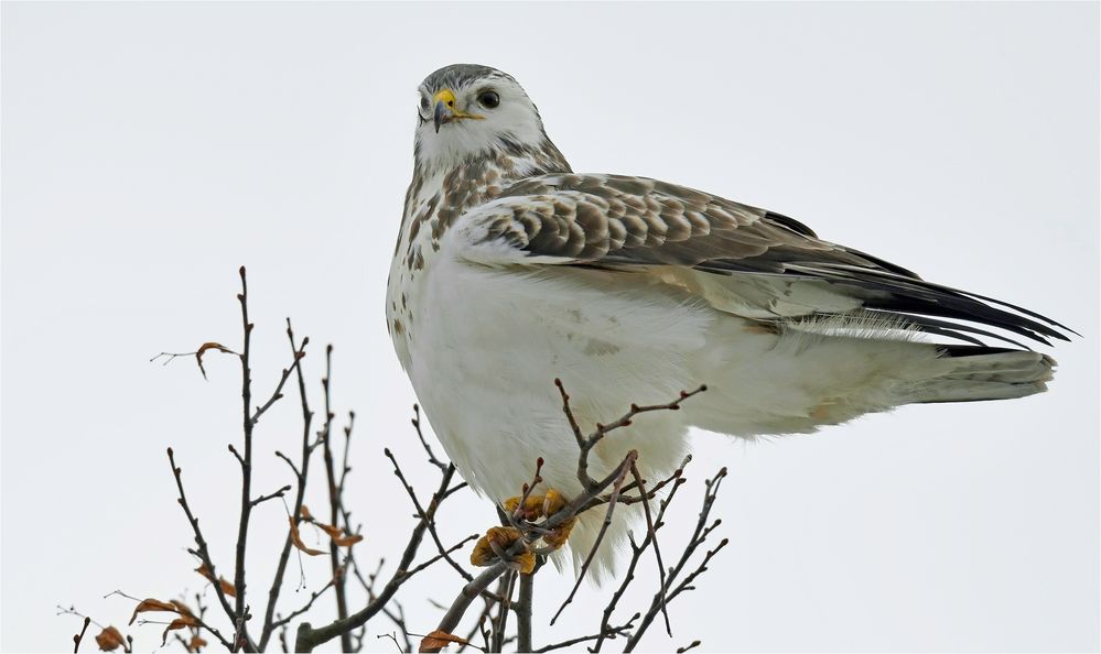 Heller Mäusebussard 