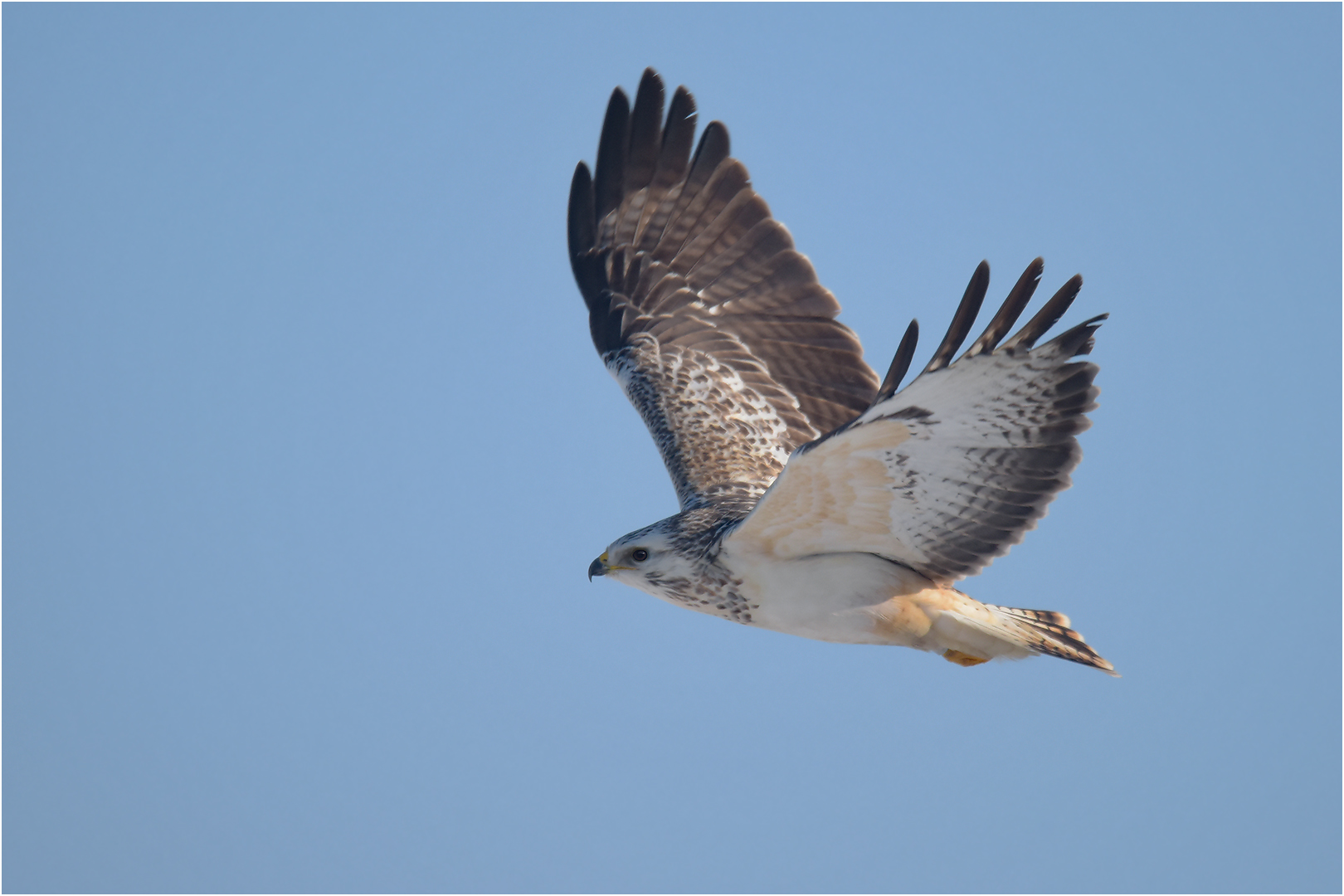 Heller Mäusebussard