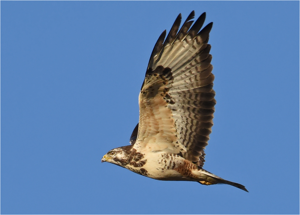 Heller Mäusebussard