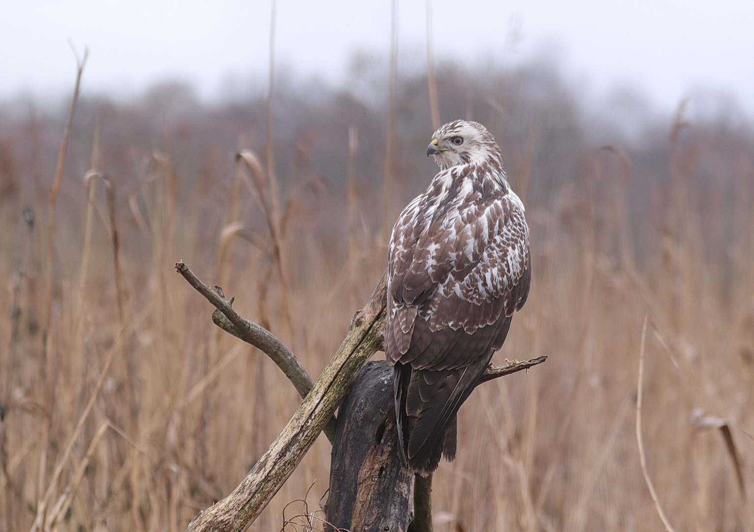 Heller Mäusebussard