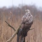 Heller Mäusebussard