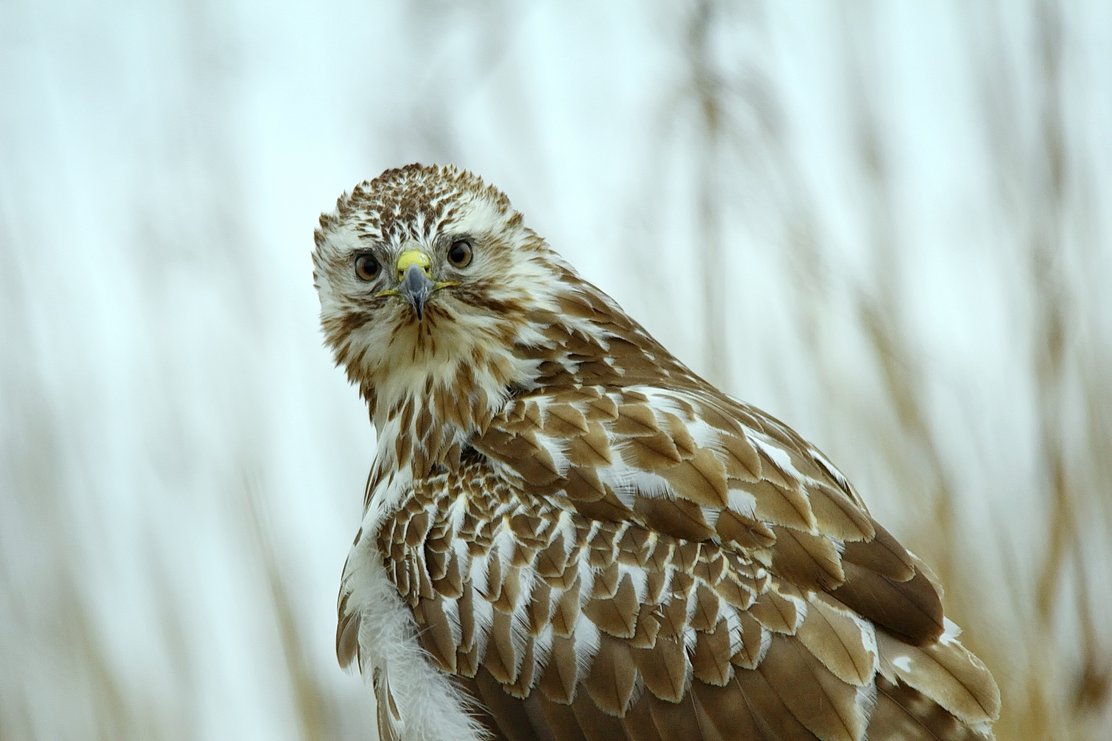 Heller Mäusebussard