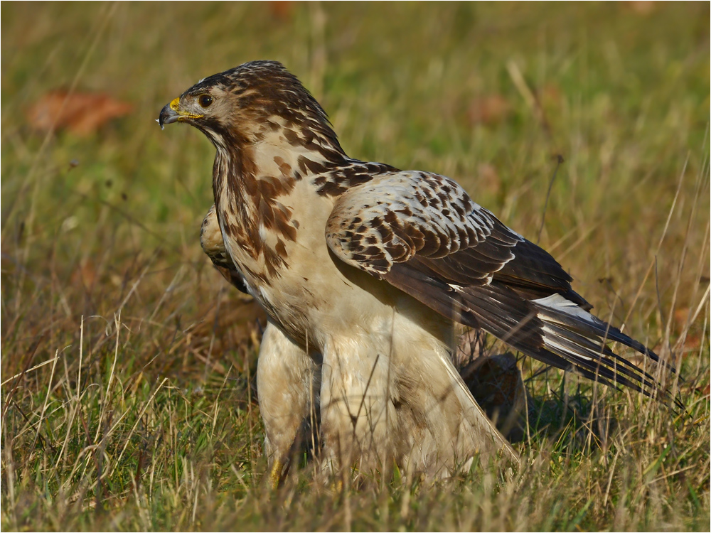 Heller Mäusebussard