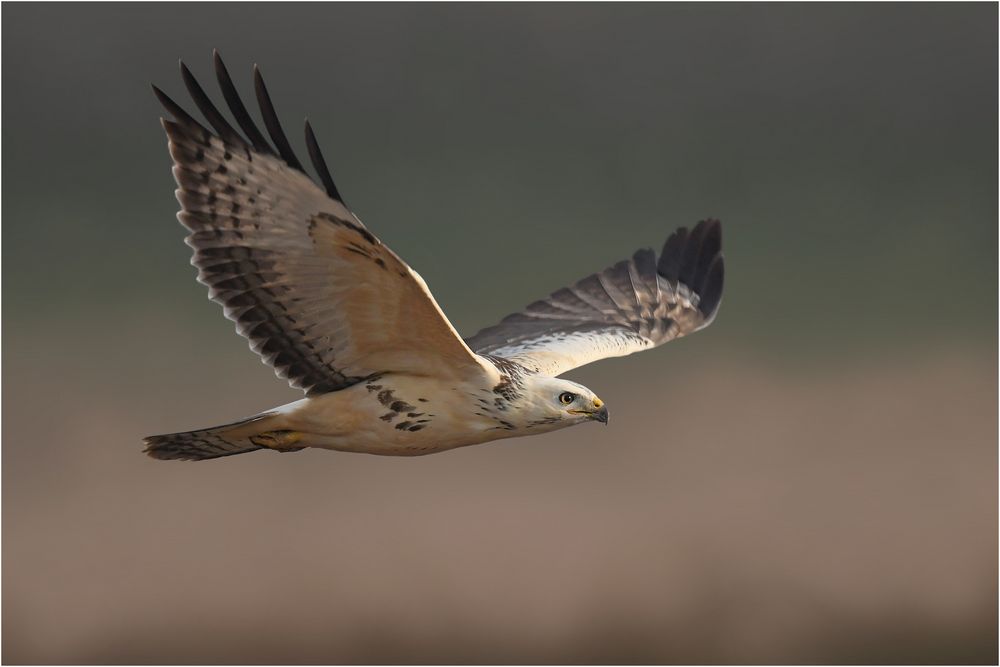 Heller Mäusebussard