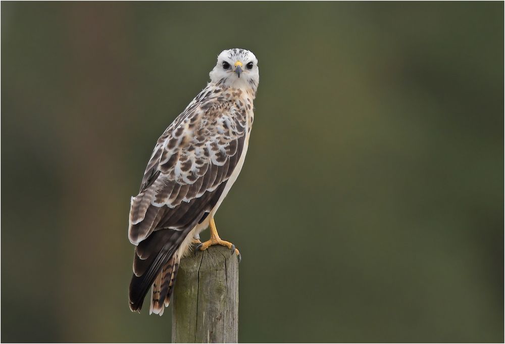 Heller Mäusebussard - Altvogel