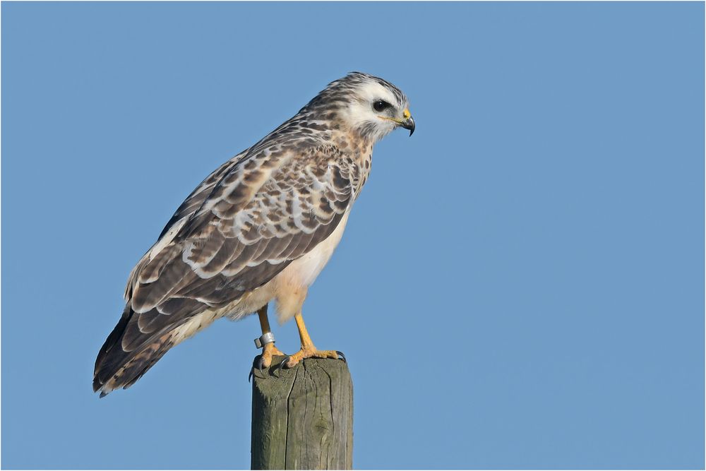 Heller Mäusebussard