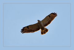 Heller Mäusebussard