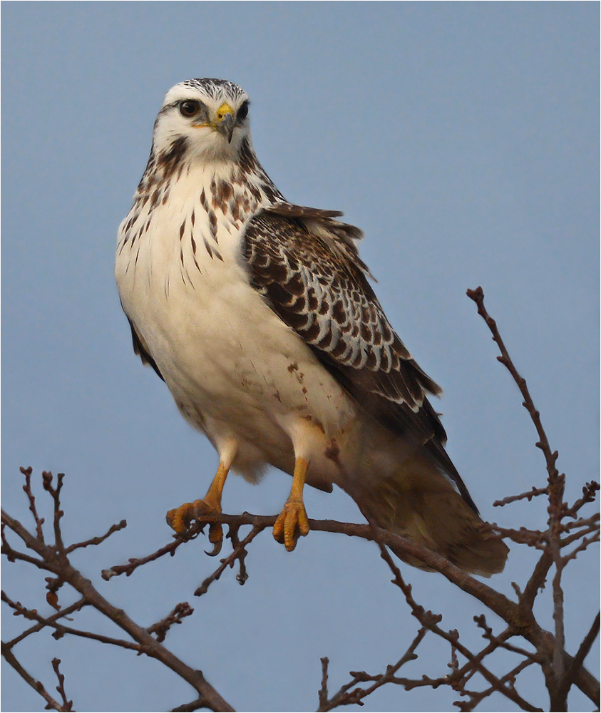 Heller Mäusebussard