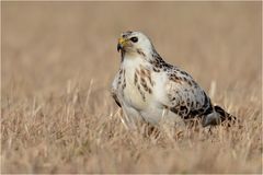 Heller Mäusebussard