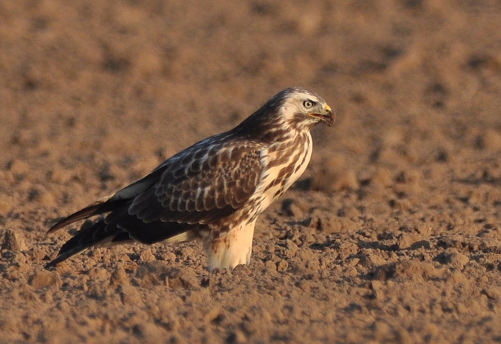 Heller Mäusebussard