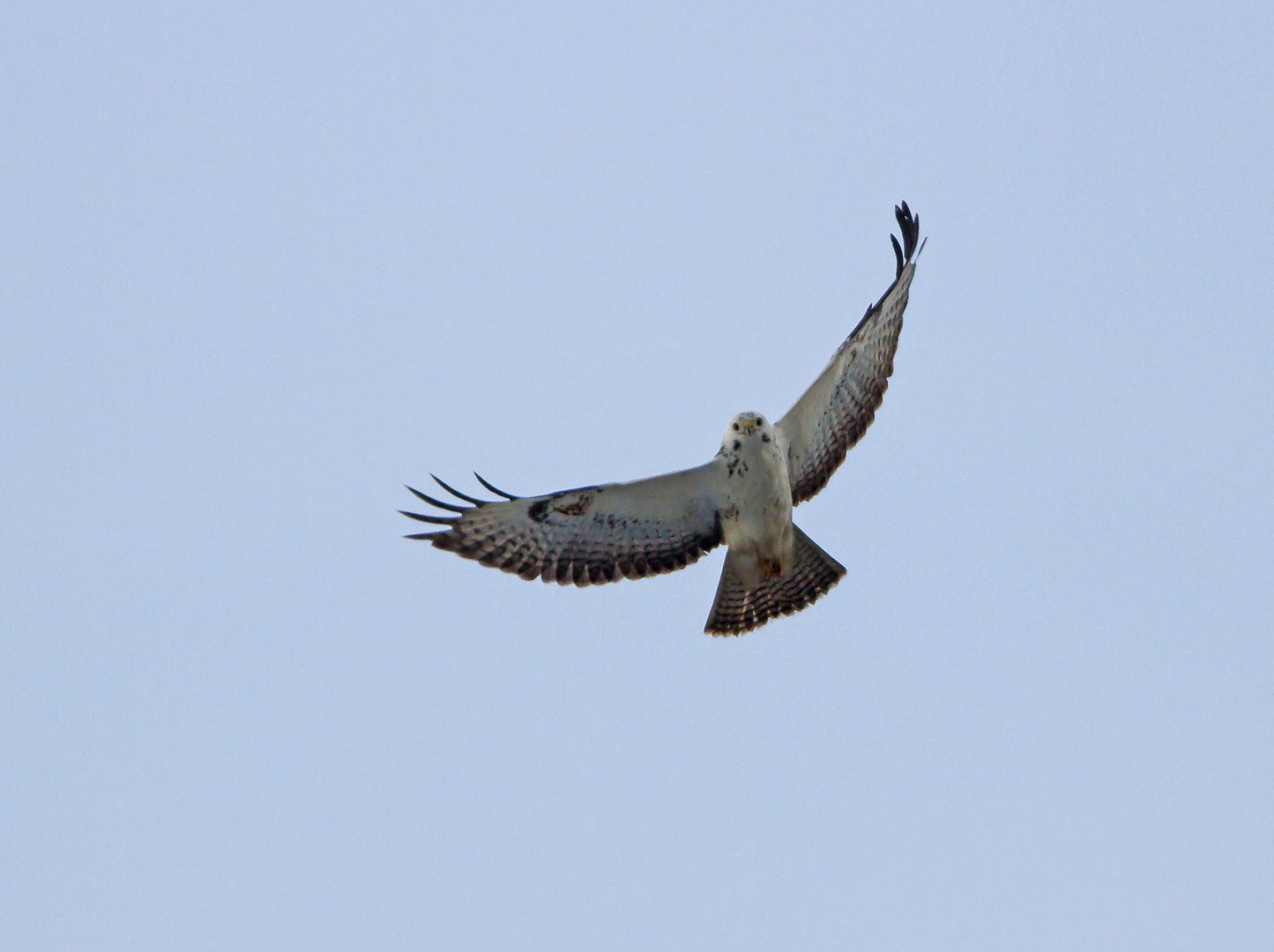 Heller Mäusebussard