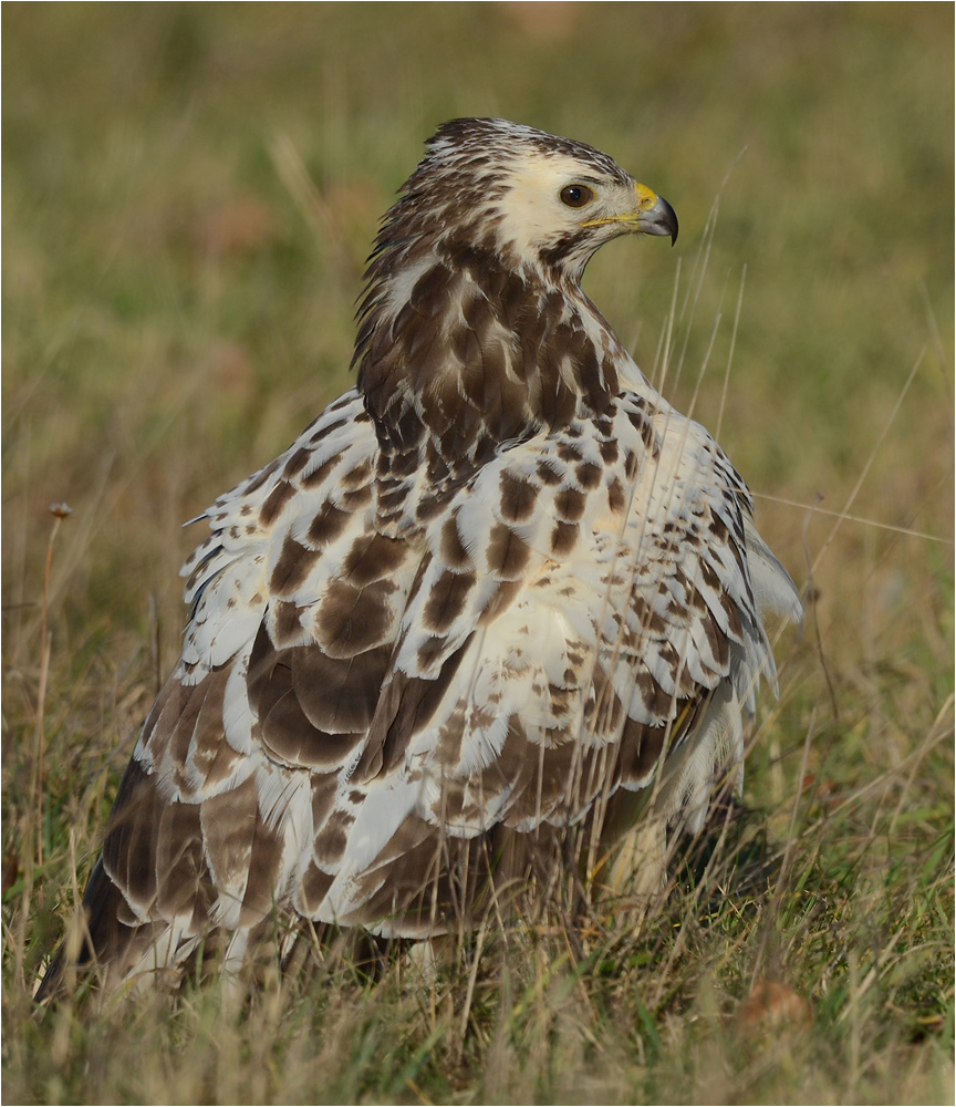 Heller Mäusebussard