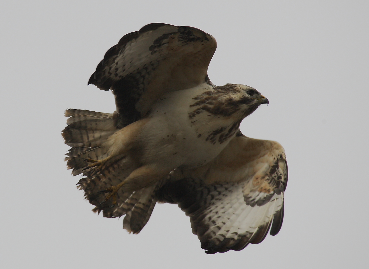 Heller Mäusebussard im Flug