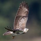 Heller Mäusebussard im Flug