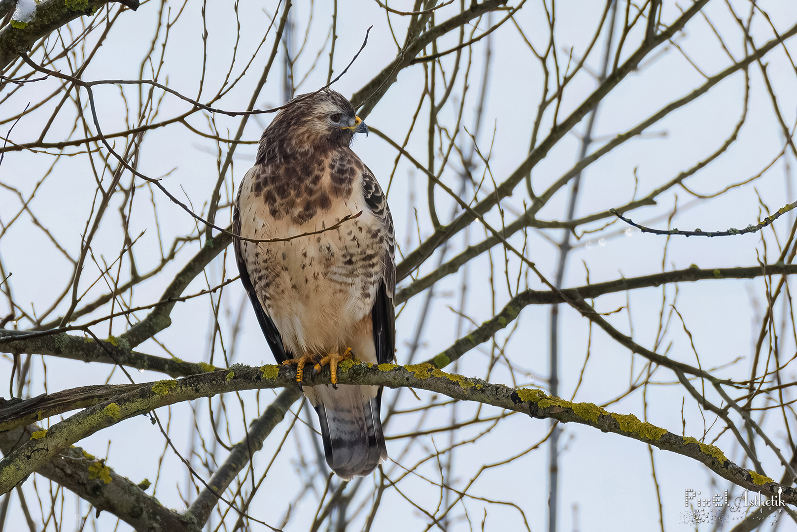 Heller Mäusebussard im Profil