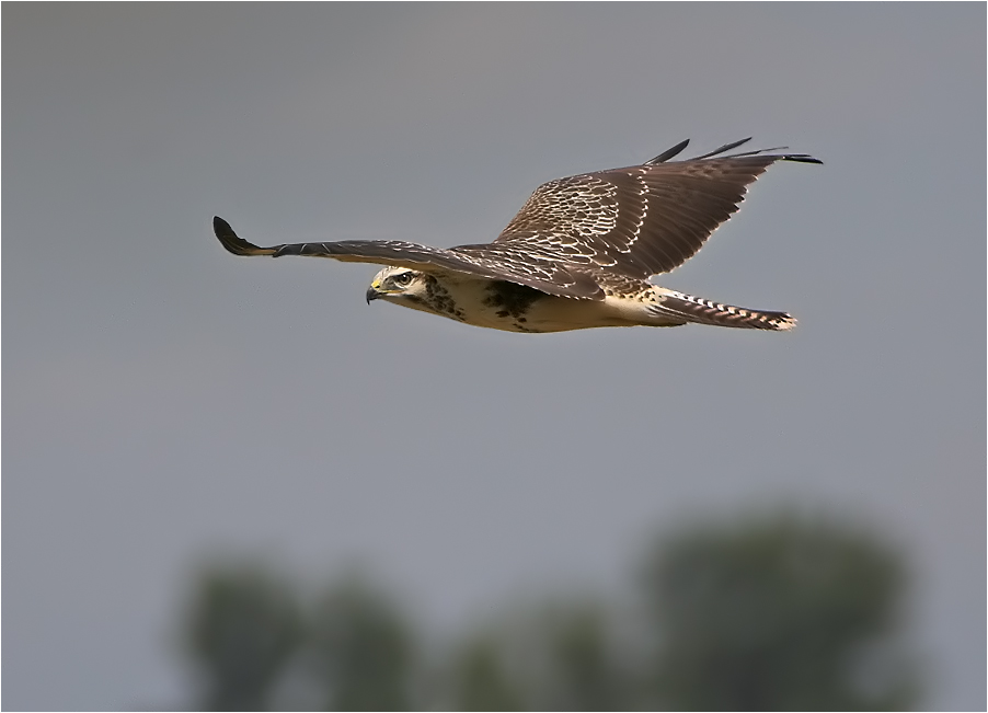 Heller Mäusebussard im Vorbeiflug