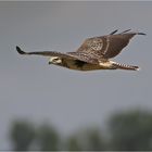 Heller Mäusebussard im Vorbeiflug