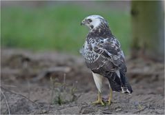 Heller Mäusebussard - Jungvogel