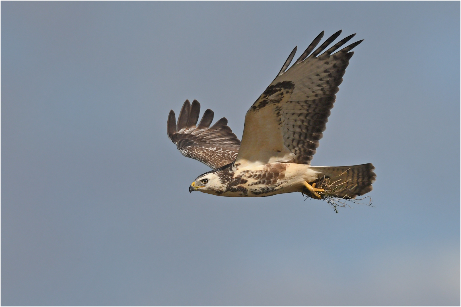 Heller Mäusebussard mit Beute