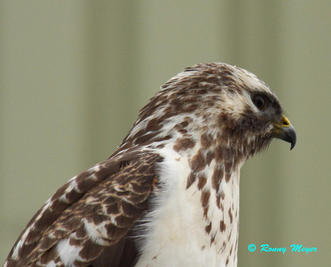 Heller Mäusebussard-Portrait 2