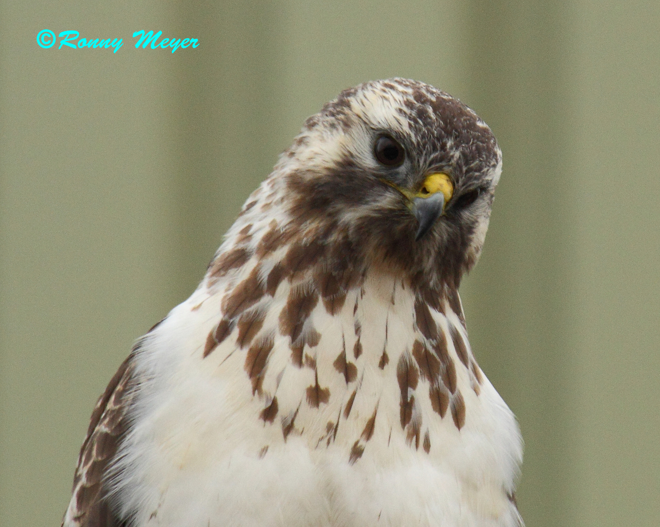 Heller Mäusebussard-Portrait