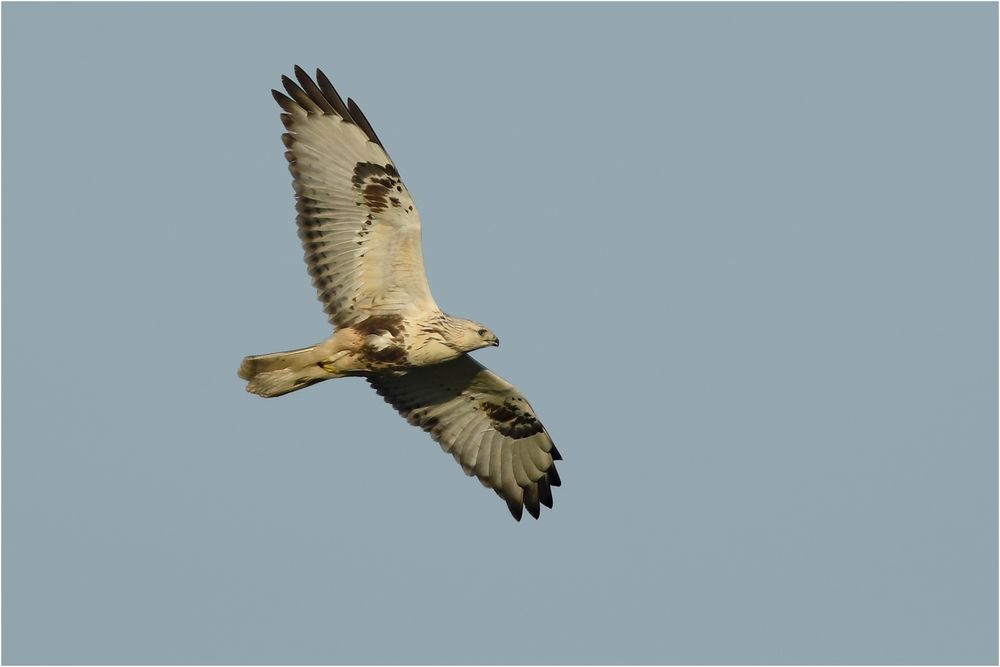 Heller Rauhfußbussard