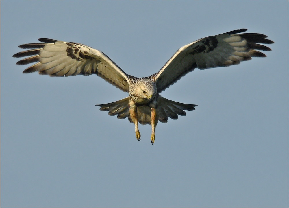 Heller Rauhfußbussard