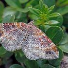  Heller Rostfarben-Blattspanner (Xanthorhoe spadicearia)