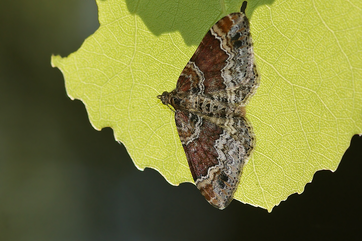 Heller Rostfarben-Blattspanner (Xanthorhoe spadicearia)