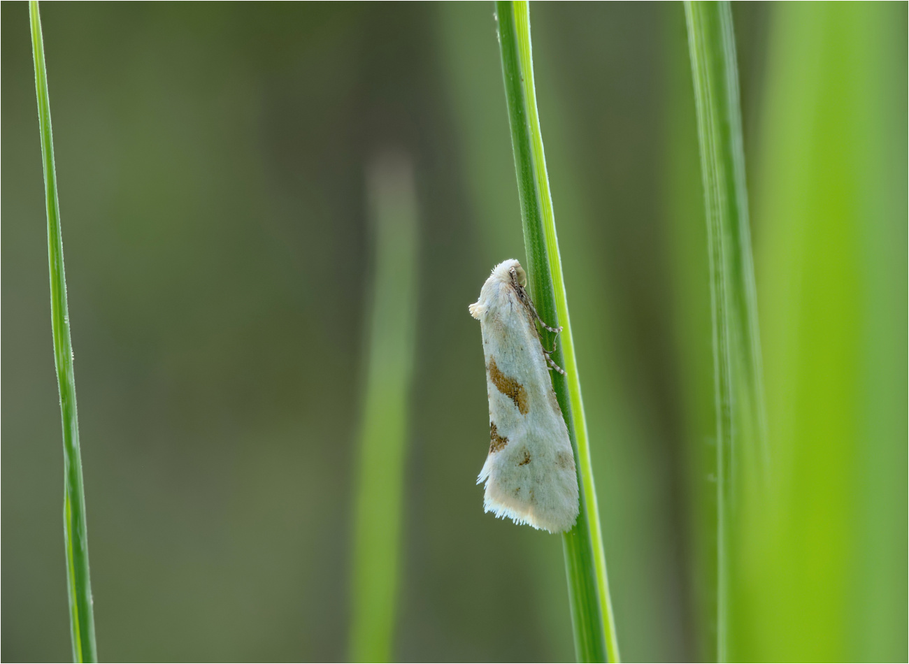 Heller Schafgarbenwickler (Aethes smeathmanniana)