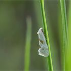 Heller Schafgarbenwickler (Aethes smeathmanniana)