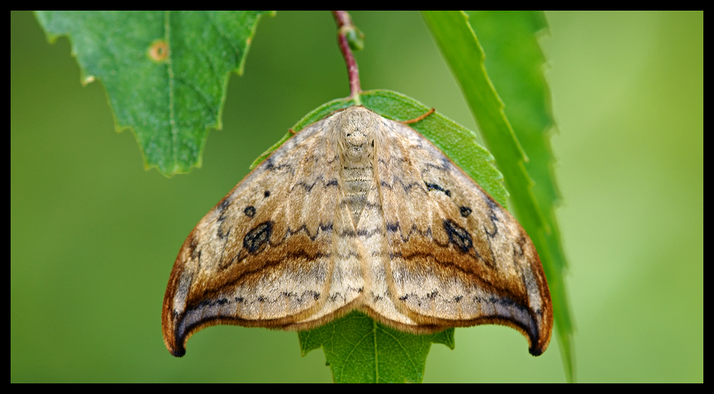 Heller Sichelflügler (Drepana falcataria)