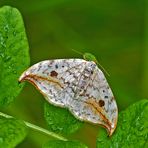 Heller Sichelflügler (Drepana falcataria) - La Faucille.