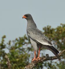 Heller Singhabicht (Melierax canorus)