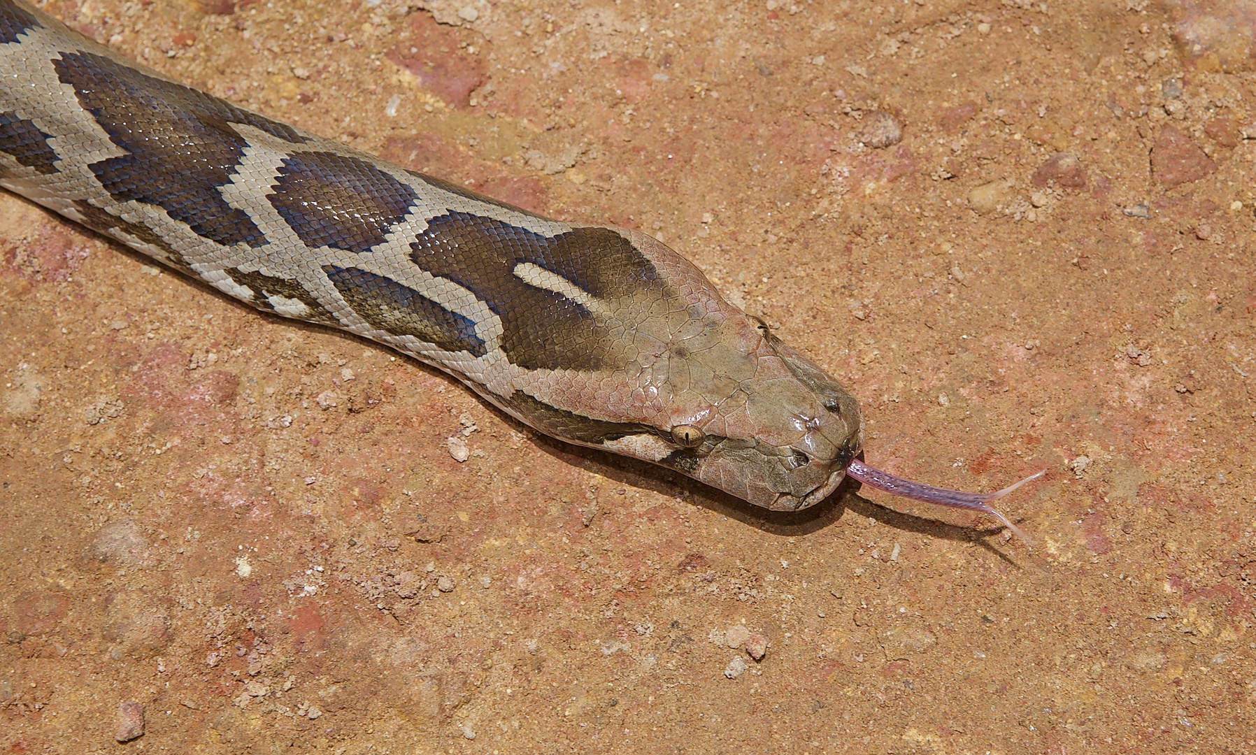 Heller Tigerpython  aus dem Tropischen Regenwald von Sri Lanka