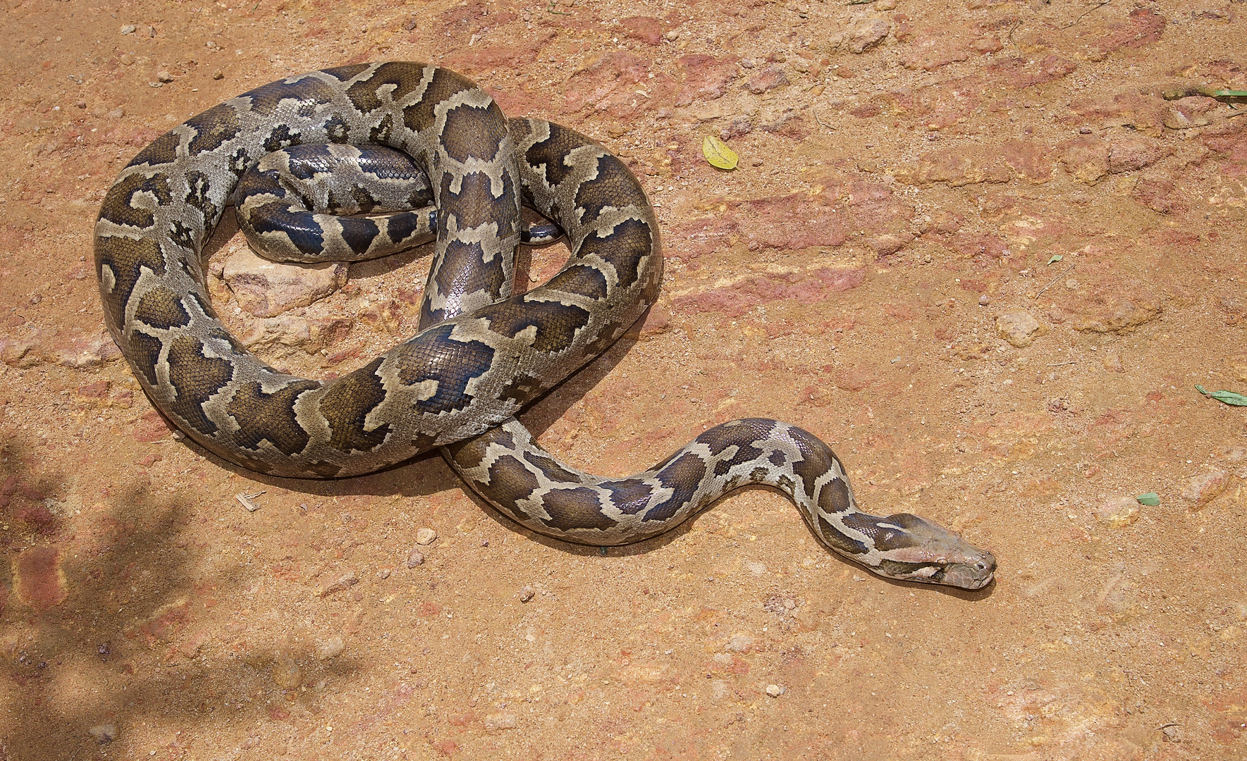 Heller Tigerpython aus dem Tropischen Regenwald von Sri Lanka