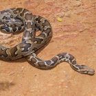 Heller Tigerpython aus dem Tropischen Regenwald von Sri Lanka