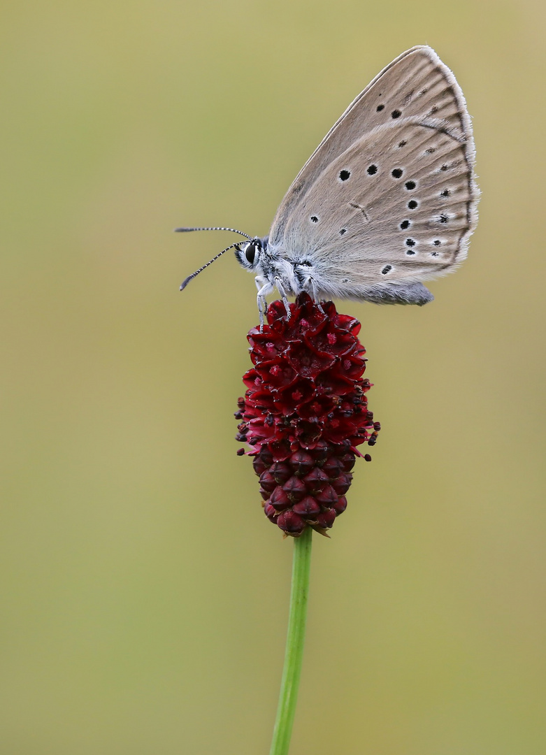 Heller Wiesenknopf-Ameisen-Bläuling