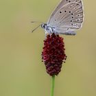 Heller Wiesenknopf-Ameisen-Bläuling