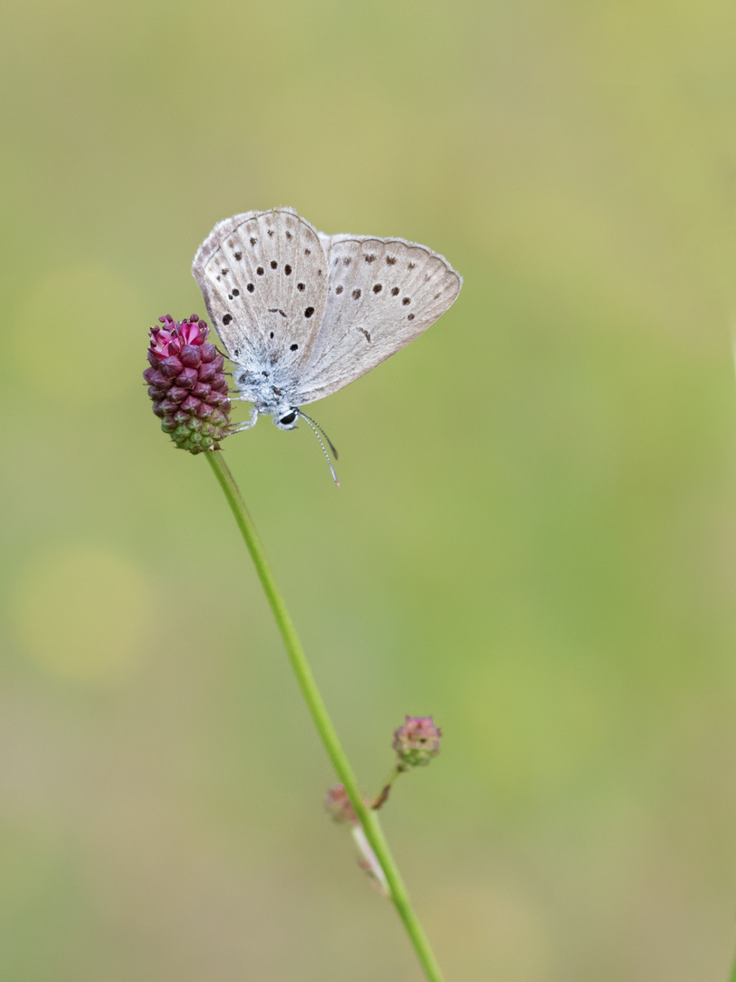 Heller Wiesenknopf-Ameisen-Bläuling