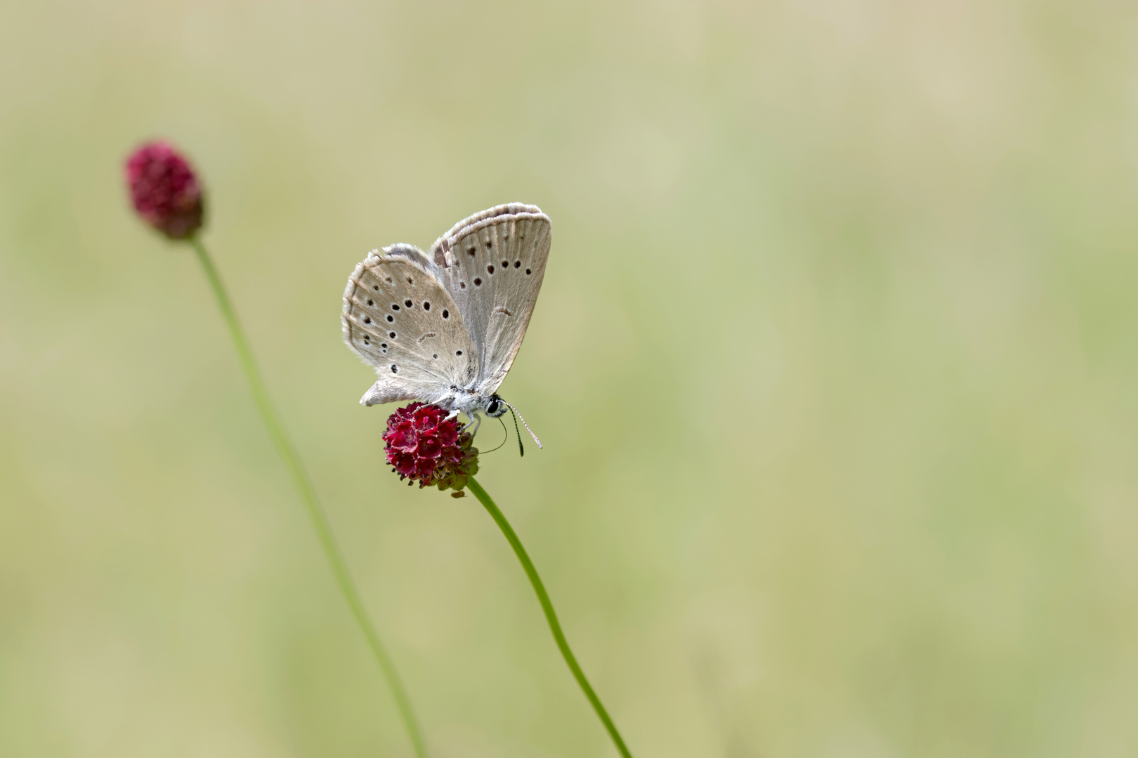 Heller Wiesenknopf-Ameisen-Bläuling