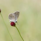 Heller Wiesenknopf-Ameisen-Bläuling